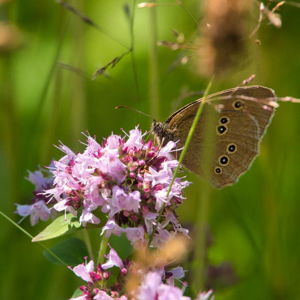 A pollinator meadow in bloom with echinacea, asters, and goldenrod